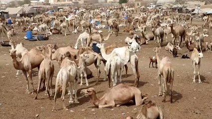 Kuraklık ve ihracat Moritanya'daki kurbanlık fiyatlarını artırdı