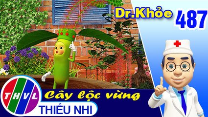 THVL | Dr. Khỏe - Tập 487: Hoa đậu biếc - Phần 2