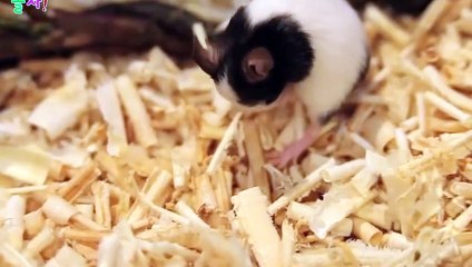 군포출장안마 -후불1ØØ%ョO7OW5222W7802｛카톡LGT010｝ 군포전지역출장마사지 군포오피걸 군포출장안마 군포출장마사지 군포출장안마  군포출장콜걸샵안마 군포출장아로마㌤⾽⻈ 군포출장샵