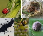 Ces insectes nuisibles dans nos départements