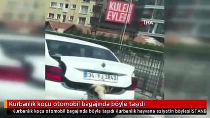 Kurbanlık koçu otomobil bagajında böyle taşıdı