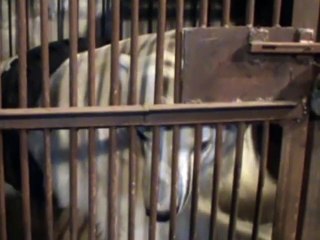 チェリャビンスク動物園のアルツィンの首のタイヤの除去作業(Nov.01_2012)