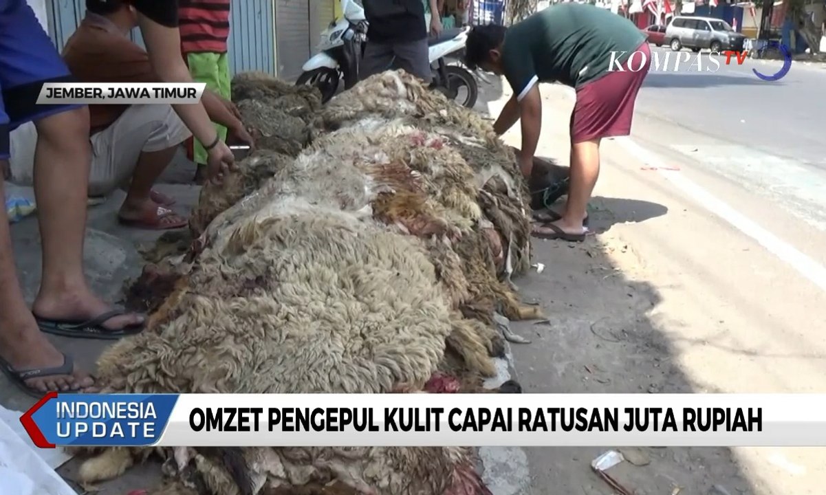 Berkah Idul Adha, Omzet Pengepul Kulit Meningkat Capai Ratusan Juta Rupiah