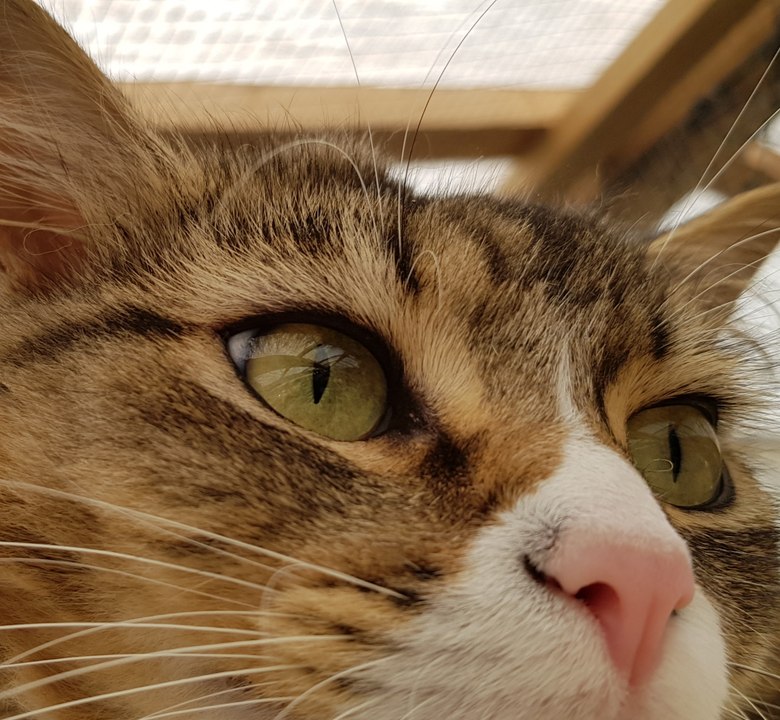 Pension pour chats à Leimbach