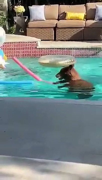 Piscine : cet ours nage entre les bouées en pleine journée !