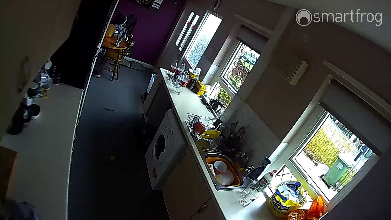 Ce chien tombe ridiculement d'une table !