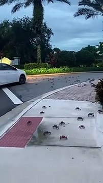 Des milliers de crabes envahissent la floride !