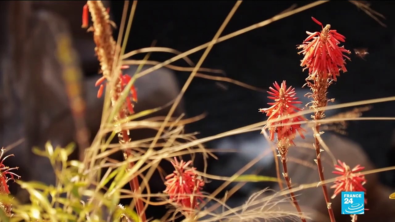Plongez dans un paysage à couper le souffle en découvrant le Blyde River Canyon, le joyau de l'Afrique du Sud