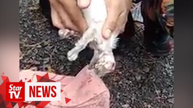 Firefighter revives kitten from the dead