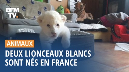 Ils s'appellent Nala et Simba, ces deux lionceaux blancs sont nés en Normandie
