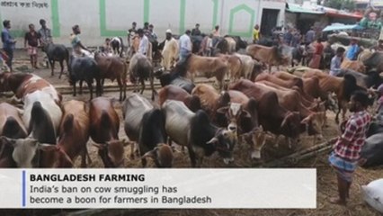 India’s ban on cow smuggling is boon for Bangladesh farmers