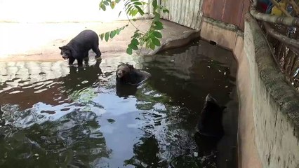 'Distressed' bears caught rocking back and forth inside enclosure at Thai zoo