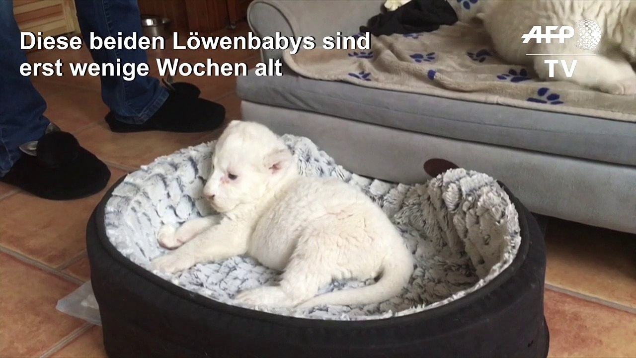 Cuteness overload! Zwei weiße Löwen-Babys