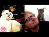 Who Posts More Cat Pictures Between Taylor Swift and Ed Sheeran?