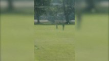 Shocking footage shows man kicking dog in unprovoked attack in Scottish park