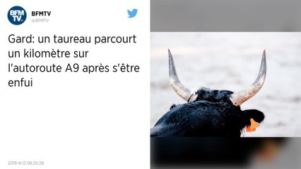 Un taureau parcourt un kilomètre sur l’autoroute en plein chassé-croisé des vacances