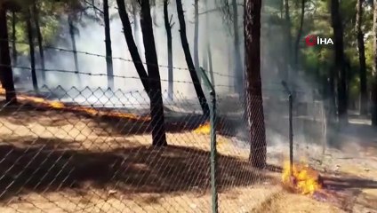 Piknikçiler ormanı yaktı