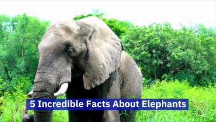 5 Incredible Facts About Elephants (World Elephant Day, August 12)