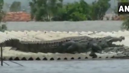 മേല്‍ക്കൂരയില്‍ പ്രളയത്തില്‍ ഒഴുകിയെത്തിയ മുതല | Oneindia Malayalam