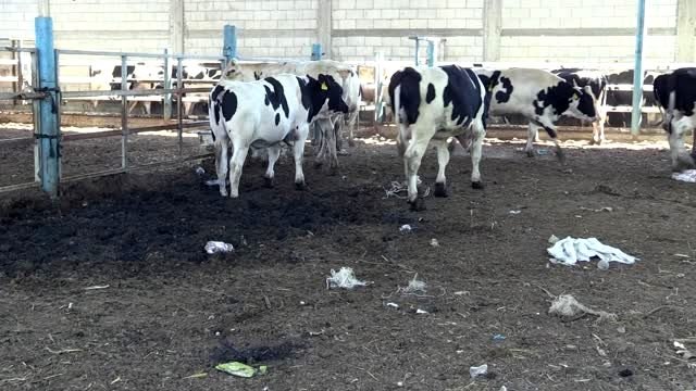 TDV'den 10 bin aileye kurban eti dağıtımı