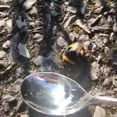 Feeding bee sugar water JPINI