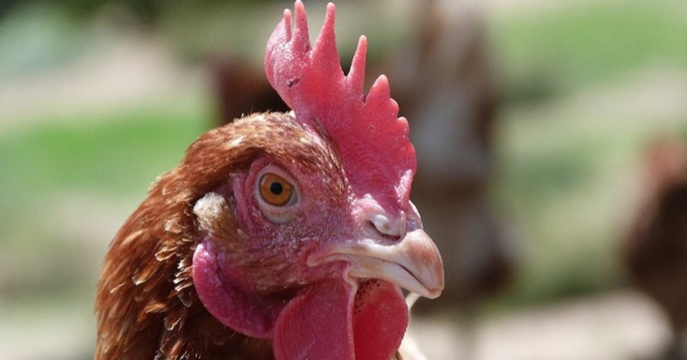 Cet éleveur propose 3 000 poules à l'adoption pour leur éviter l'abattoir