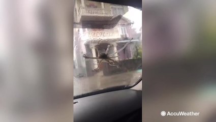 Typhoon winds were so strong that they caused a very bizarre situation featuring an octopus and car
