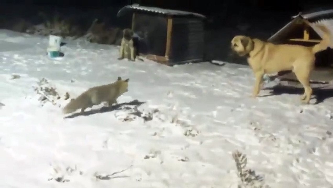 Fox vs Dog