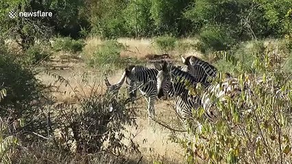 Zebra rubs its rump on tree stump in South Africa to get rid of serious itch