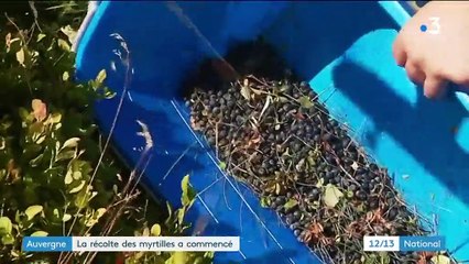 Auvergne: des récoltes juteuses en perspective
