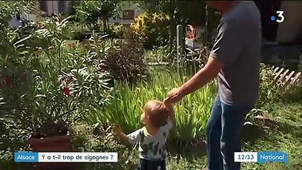 Alsace : y-a-t-il trop de cigognes ?