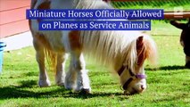 Miniature Horses Officially Allowed on Planes as Service Animals