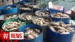 Fish breeders lose RM2mil after mass fish die-off