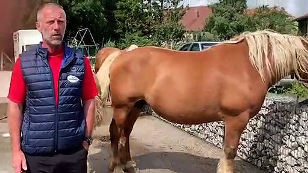 Joël Parent présente le concours d’élevage du cheval comtois à Pontarlier