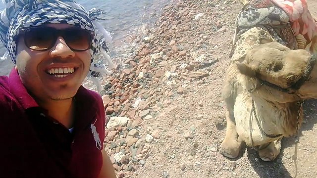 Tourist Fun Smile With Camel Dahab Egypt