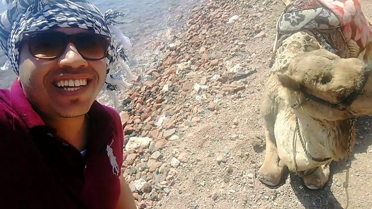 Tourist Fun Smile With Camel Dahab Egypt
