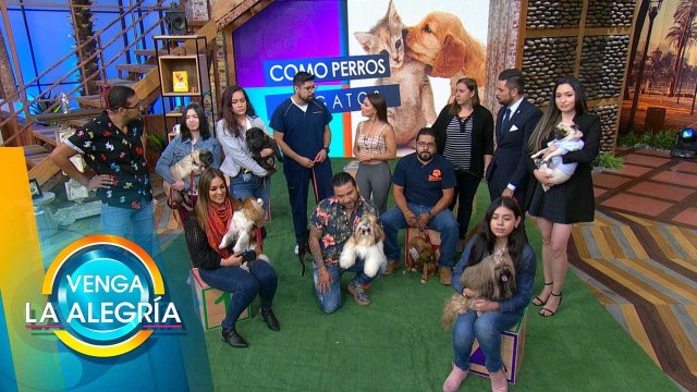 ¡Cuidados especiales para perritos de narices chatas! | Venga La Alegría