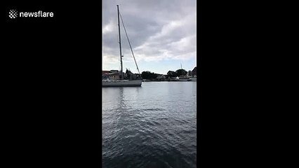 Dolphin juggles with Jellyfish in southern Denmark (Video 1)