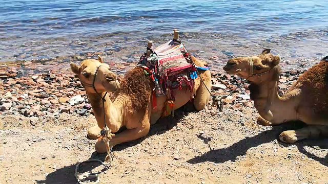 Italian Tourists Camel Ride Dahab Water view