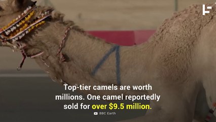 Multi-Million Dollar Camel Races in the Middle East