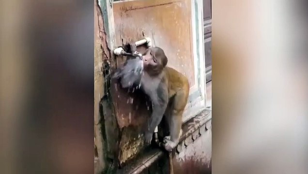 Ce singe fait bien attention à ne pas gaspiller l'eau