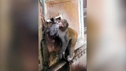 Ce singe fait bien attention à ne pas gaspiller l'eau