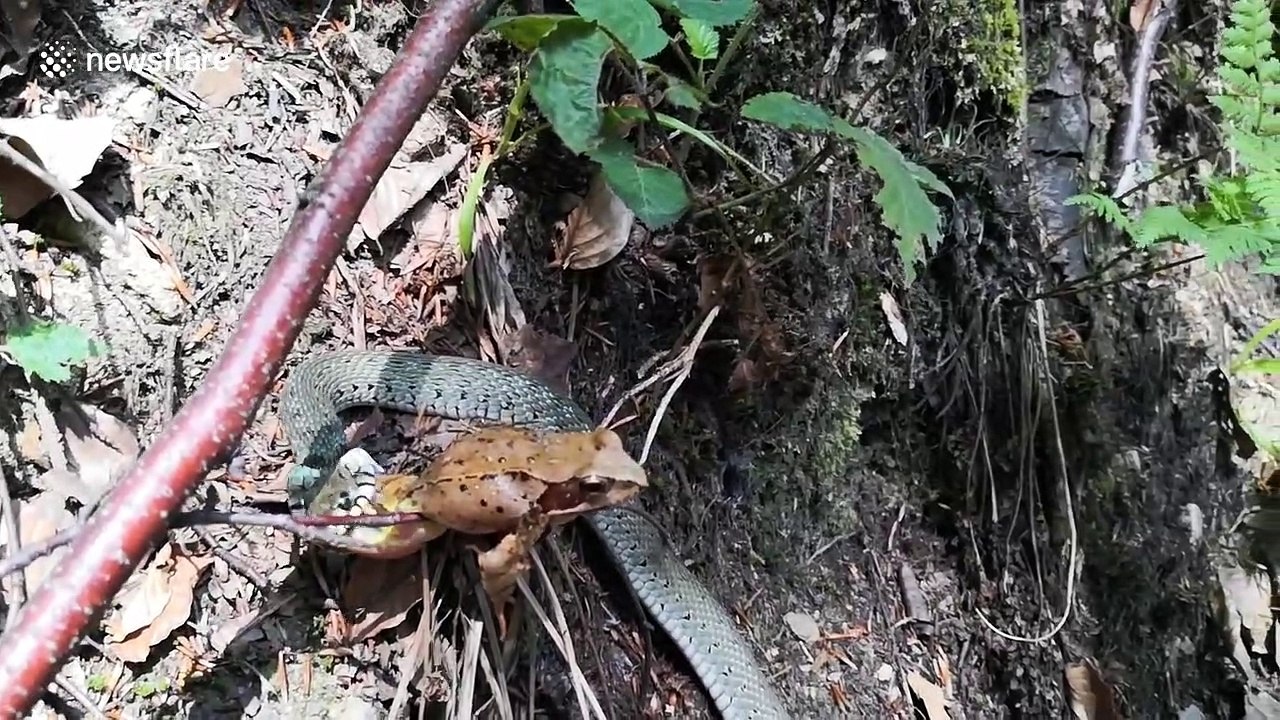 Huge frog eaten by tiny garter snake
