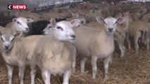 Loire-Atlantique : des éleveurs fatigués par le vol répété de leurs moutons