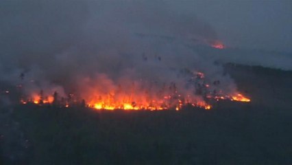 Μοναδική ελπίδα της Γης η προστασία του δάσους