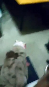 La réaction de cette chienne en découvrant la surprise qu'on lui a faite est adorable