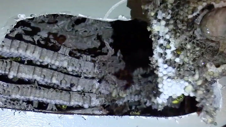 Getting Rid Of A Big Wasp Nest Inside A House