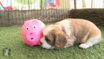 Puppy Gives a Piggy Bank a Piggy Back Ride