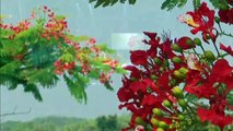 Video - CHUYỆN TÌNH THỜI CHINH CHIẾN (Như Quỳnh - Thế Sơn - Lương Tùng Quang - Trịnh Lam - Hu Tâm - Quỳnh Vi)