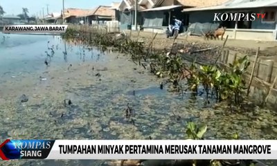 Tumpahan Minyak Pertamina Merusak Tanaman Mangrove